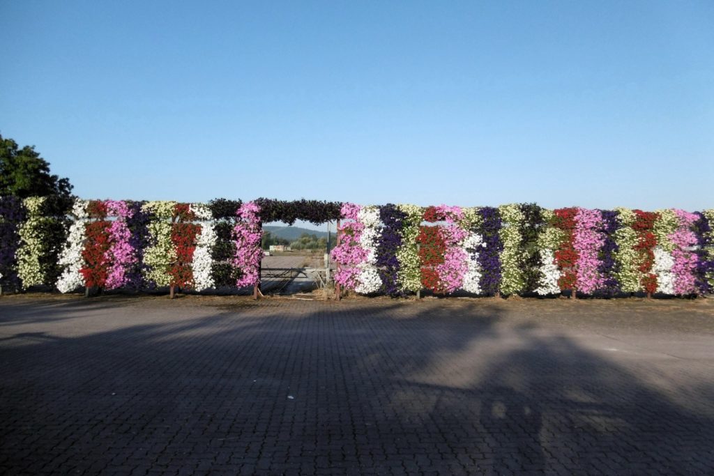 Bunte Blumenausstellung einer Gärtnerei - verschiedene Blumen sind als Wand gestaltet.