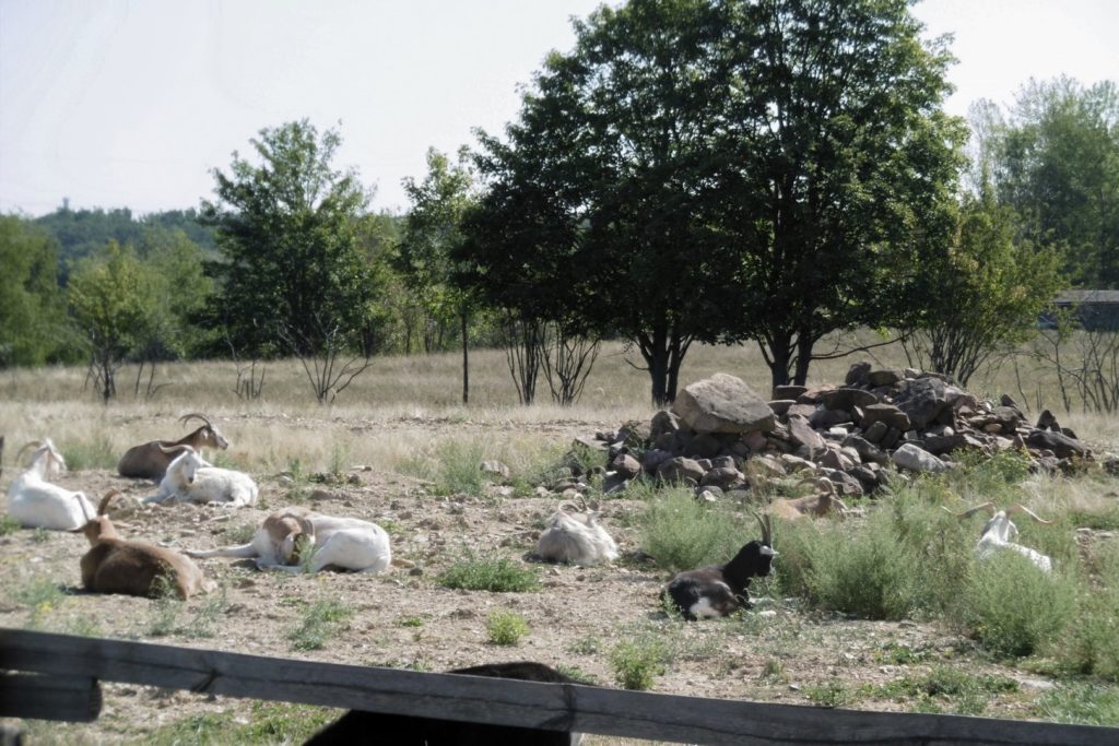 Kaschmirziegen beim Regionalparkportal - 5 weiße Ziegen und 4 dunkle liegen auf dem Boden und putzen sich teilweise