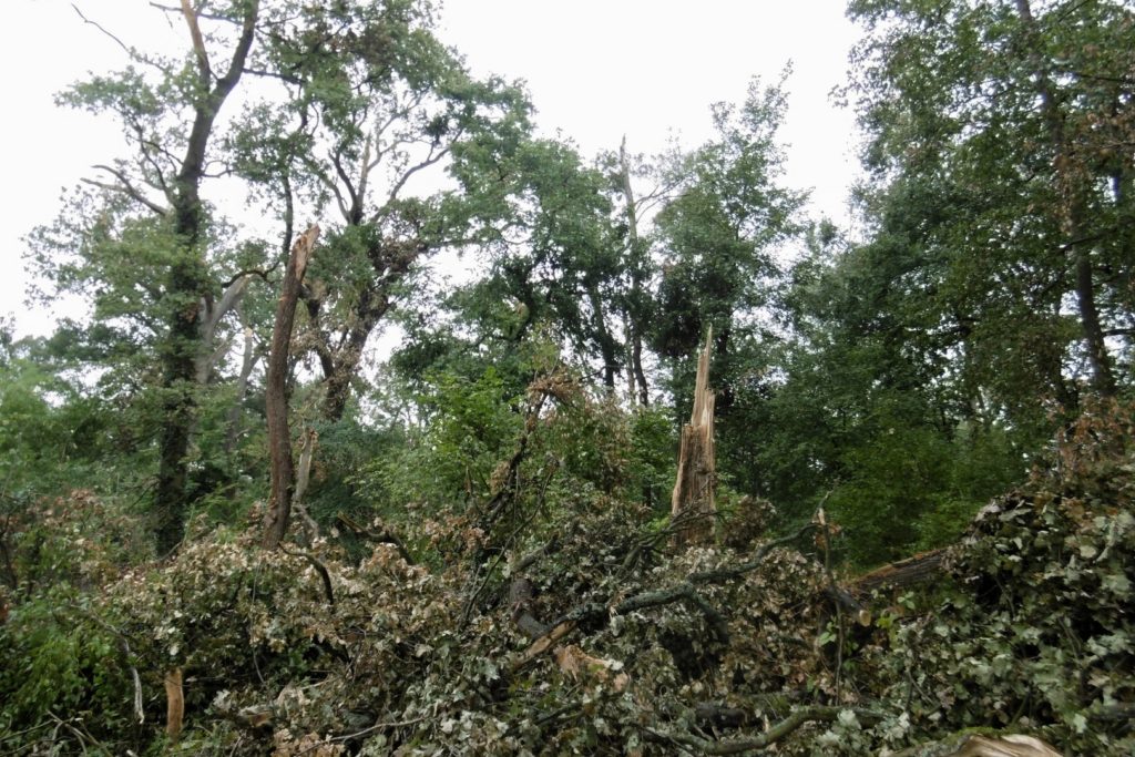 Sturmschäden im Naturschutzgebiet Kortenbach - man erkennt viele umgeknkickte Bäume