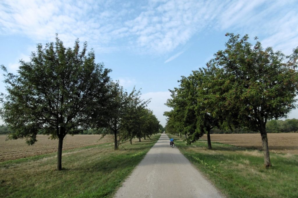 Speierlingallee - ein schöner Radweg gesäumt von grünen Bäumen