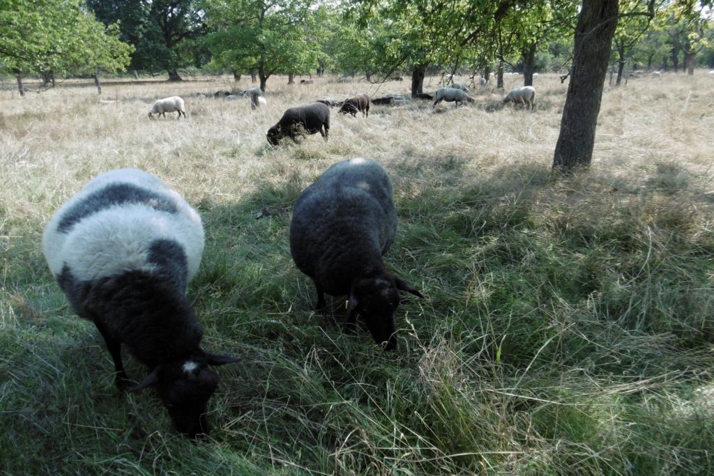 Landschaftspfleger bei der Arbeit - Schafe kümmern sich um das Gras