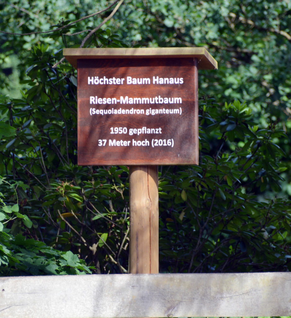 Holzschild mit dem Text "Höchster Baum Hanaus"