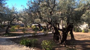 Blick auf Olivenbäume durch die ein Weg geht = Weg der Gerechten