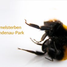 Hummelsterben im Lindenaupark – Das Hummelprojekt