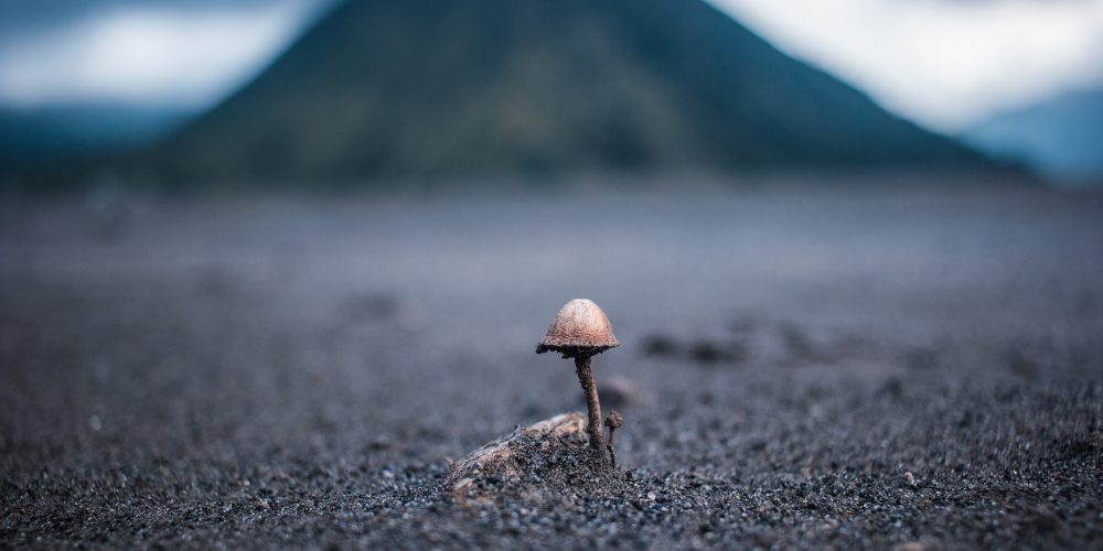 Kleiner Pilz vor Berg