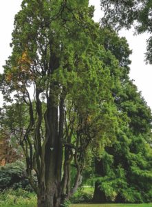 Das Bild von Luzia, welches im Kalender im Monat Dezember erscheint, zeigt einen prächtigen Baum. Dieser erinnert Luzia an ihre Heimat am Bodensee.